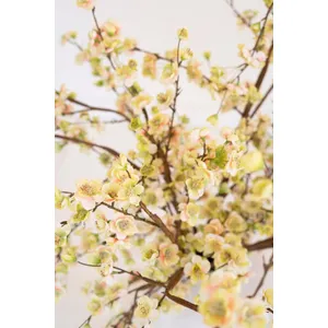 botanica #2850 3