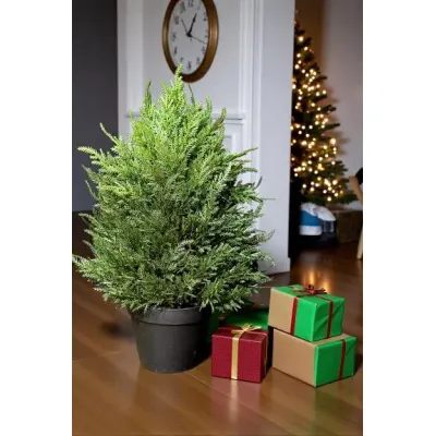 Winter Juniper 16in