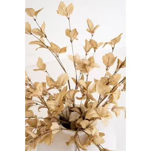 botanica #9038 3
