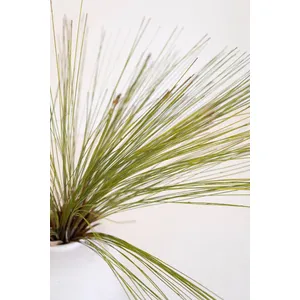 botanica #3677 3