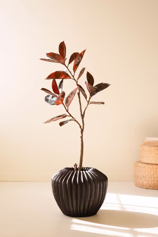 Artificial Rubber Tree with Black Plastic Pot