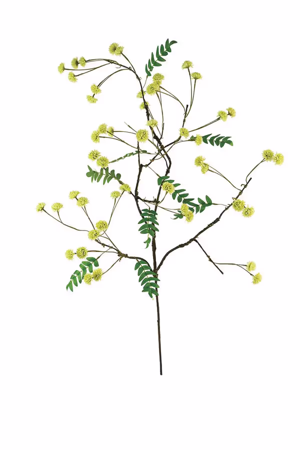 Botanica #3519