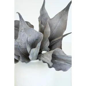 Botanica #2762 3