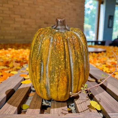Barnyard Pumpkin 5x5x7in