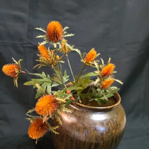 Rusty Thistle 1