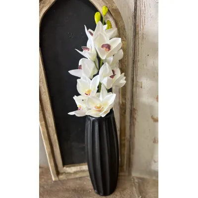 White Cymbidium Orchid