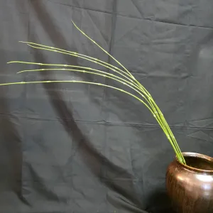 Long Grass Stem 1