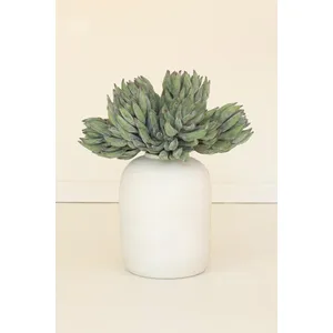 botanica #2859 1
