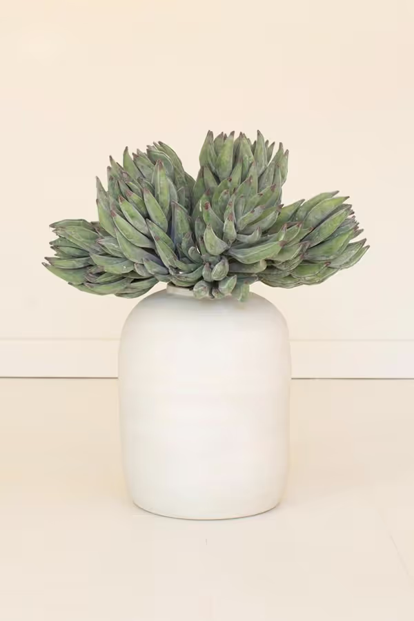 botanica #2859