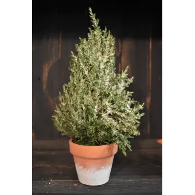 Icy Cedar 12in Potted Tree