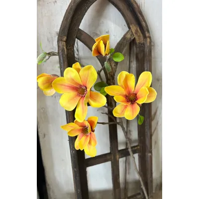 Yellow Magnolia