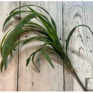 Spider Plant 3
