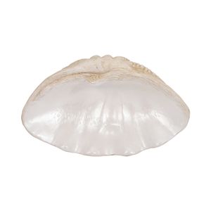 PENNSHAW IVORY BOWL 4 (IN) 7