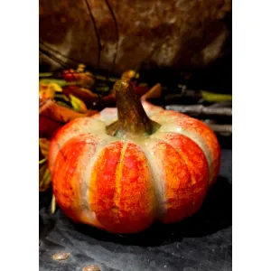 Harveston Pumpkin 4x4x3in 1