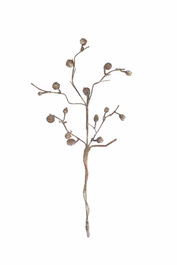 botanica #2863