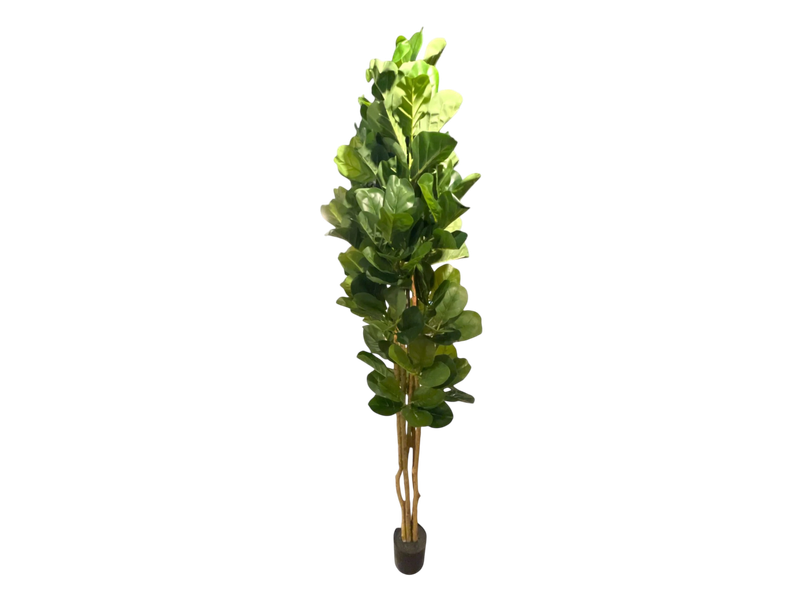 7' FIDDLE TREE 2