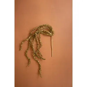 Botanica #2896 1