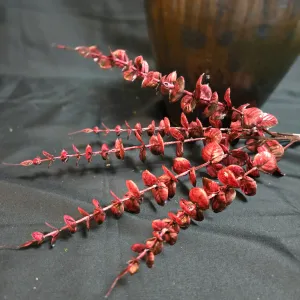 Burnt Red Eucalyptus 1