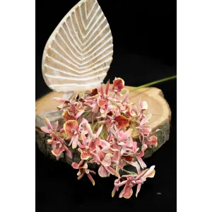 Pink Miniature Cymbidium 32in 2