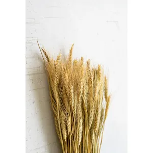 Bundle of Natural Wheat Stems 2