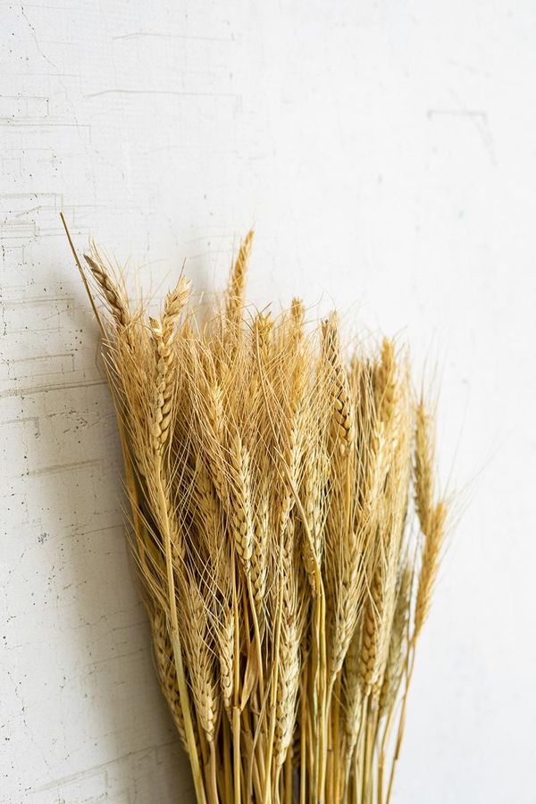 Bundle of Natural Wheat Stems