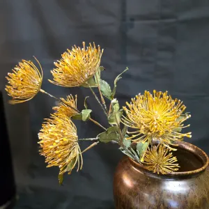 Yellow Sugarbrush Stem 1