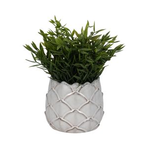 DOUGALSHAW WHITE PLANTER 5 (IN) 3