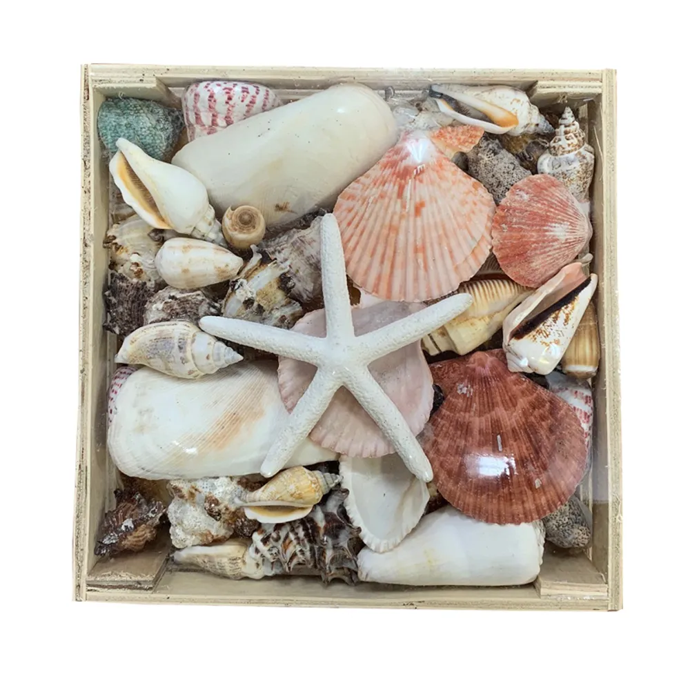 8" BOX OF SHELLS W/STARFISH