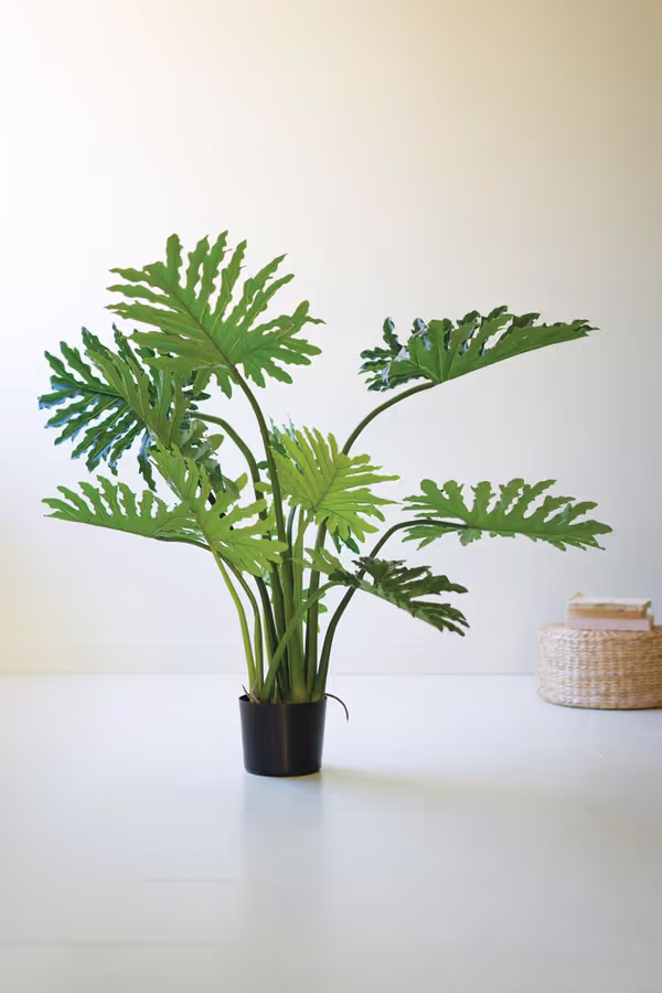Artificial Philodendron in a Black Plastic Pot