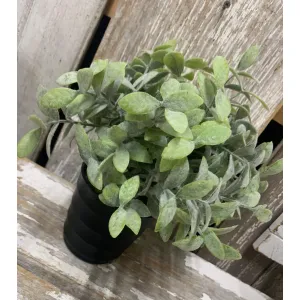Thyme Pot 11in 4