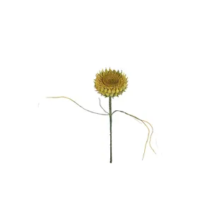 Botanica #2771 4