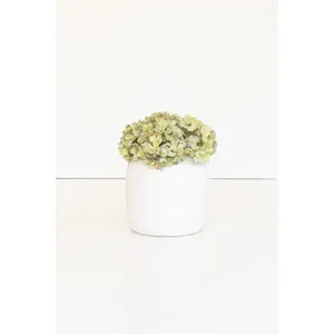Botanica #2906 2