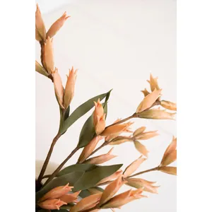 botanica #9039 5
