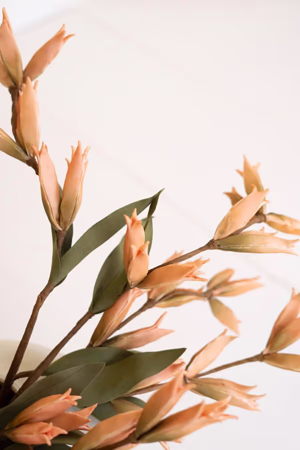 botanica #9039