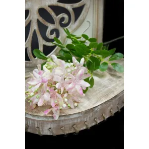 Pink Phlox 36in 1