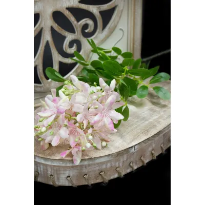 Pink Phlox 36in