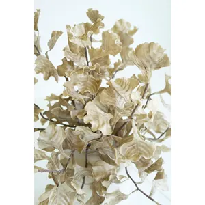 Botanica #3558 3