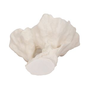 BRENDANSHAW IVORY DECOR 12 (IN) 8