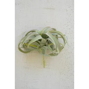 Extra Large Tillandsia Plant 2