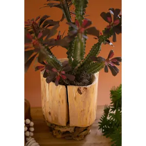 Recycled Fir Wood Vessel on a Mulberry Root Base 4