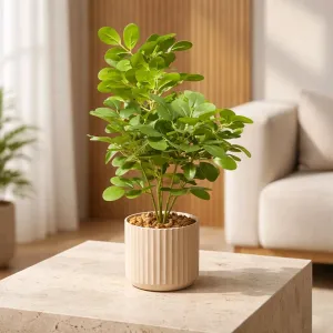 Greenhouse Glow Pot 19in 1