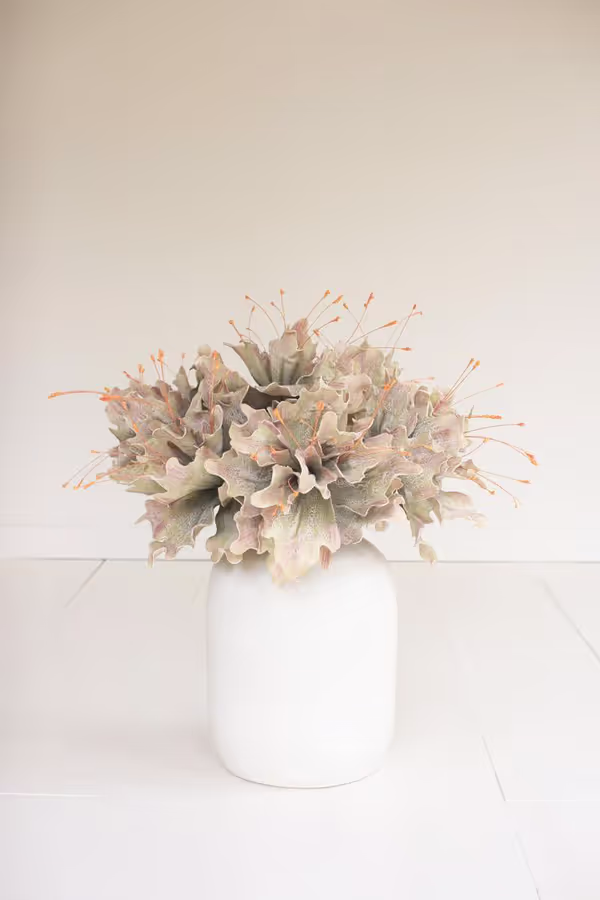 Botanica #2848