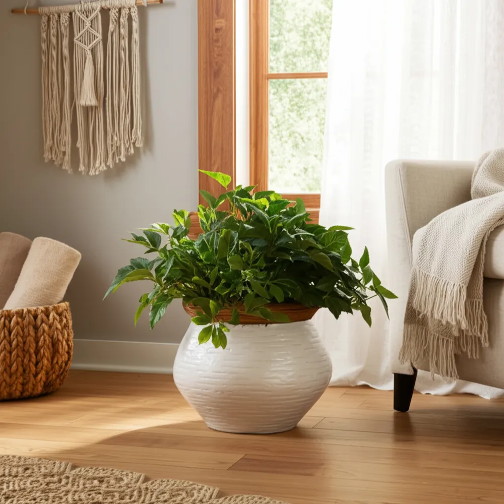 CHESTER WHITE PLANTER 7 (IN)