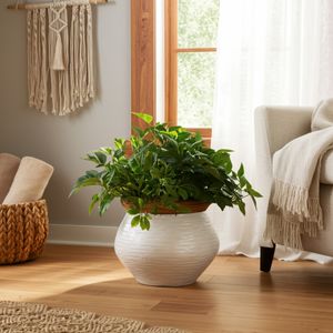 CHESTER WHITE PLANTER 7 (IN) 2