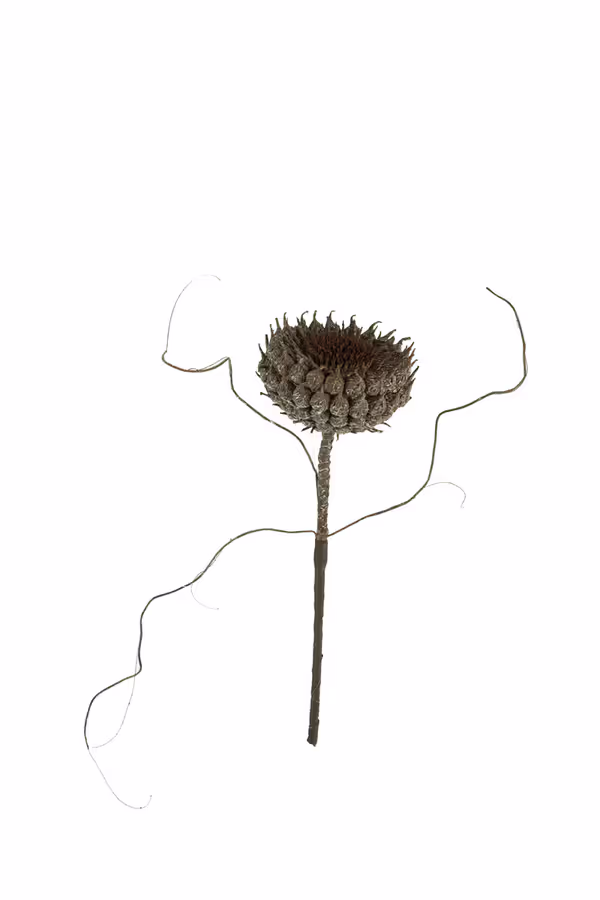 Botanica #2770