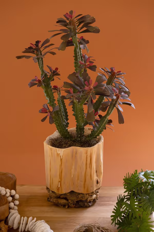 Recycled Fir Wood Vessel on a Mulberry Root Base