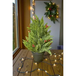 Small Evergreen Berry Pot 17in 1