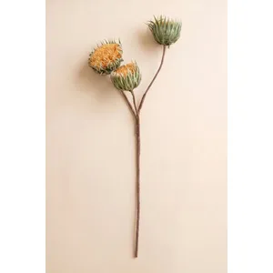 Botanica #3700 3