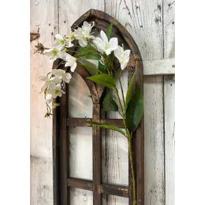White Jasmine 1