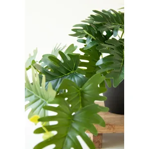 Artificial Mini Philodendron in a Black Plastic Pot 5